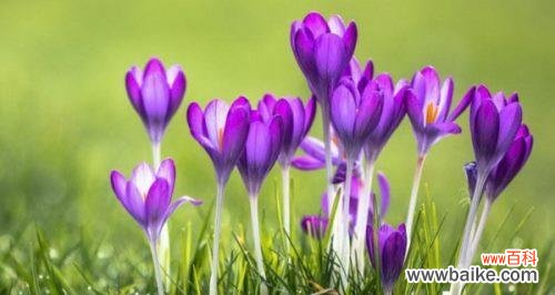 探索番红花背后的花语与象征,揭示人们对激情和奇迹的向往 番红花的花语