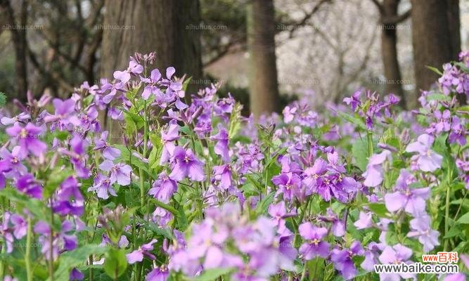 解读二月兰的花语与传达爱意 二月兰的花语