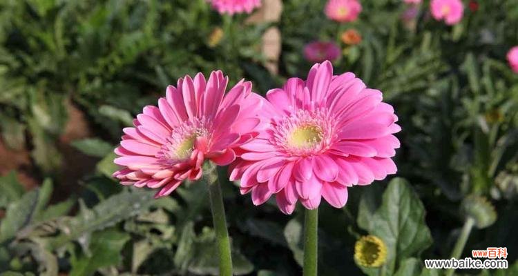 揭示粉色扶郎花所代表的爱、欢乐和美丽 粉色扶郎花的花语和寓意