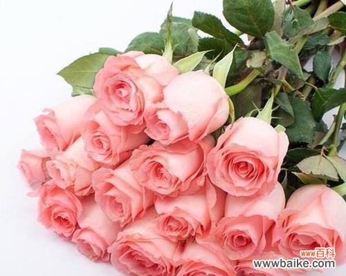 恋爱的告白语美好的祝福 花开时节粉佳人的花语