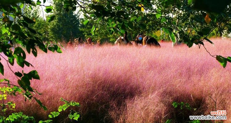 揭秘神秘花语,解读粉黛乱子草之美 绽放梦幻,粉黛乱子草的花语