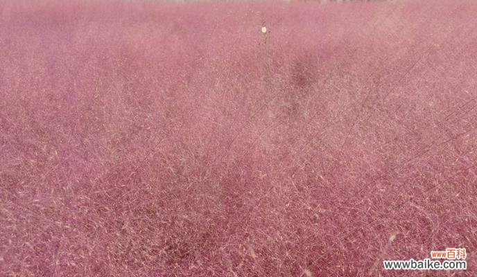 揭秘神秘花语,解读粉黛乱子草之美 绽放梦幻,粉黛乱子草的花语