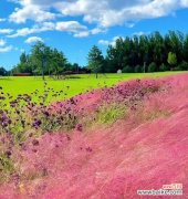 揭秘神秘花语，解读粉黛乱子草之美 绽放梦幻，粉黛乱子草的花语