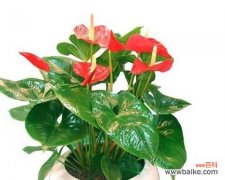 柔情似水，传递爱意 以粉掌的花语之美