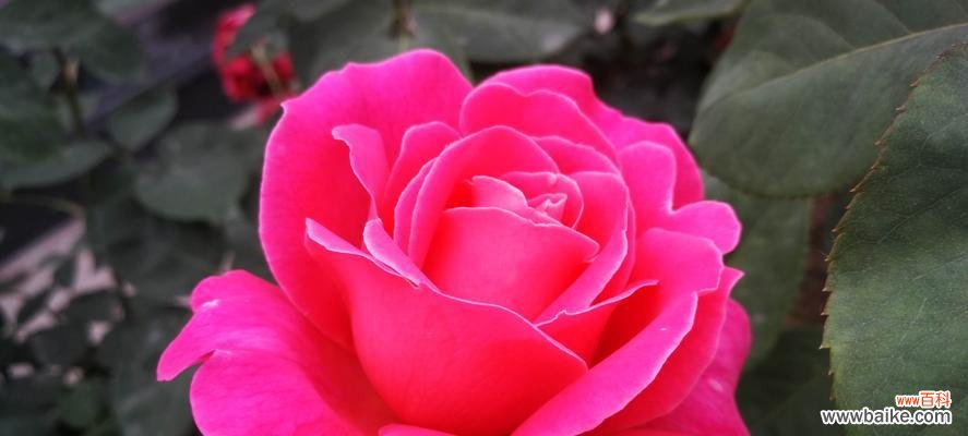 粉色月季花的美丽与祝福 粉色月季的花语象征与寓意