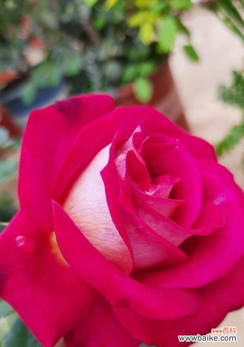 粉色月季花的美丽与祝福 粉色月季的花语象征与寓意