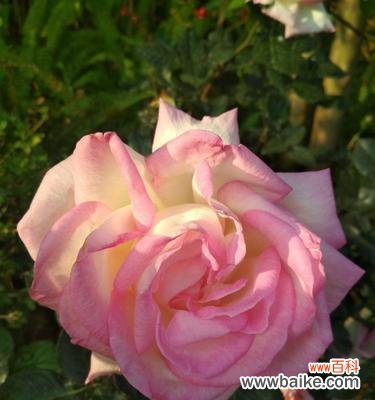 粉色月季花的美丽与祝福 粉色月季的花语象征与寓意