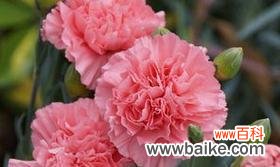 康乃馨的花语和寓意，以粉色康乃馨为例 粉色康乃馨的花语——爱与温馨的象征