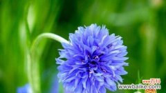 探寻蓝色矢车菊的深刻象征及魅力 蓝色矢车菊的花语与意义