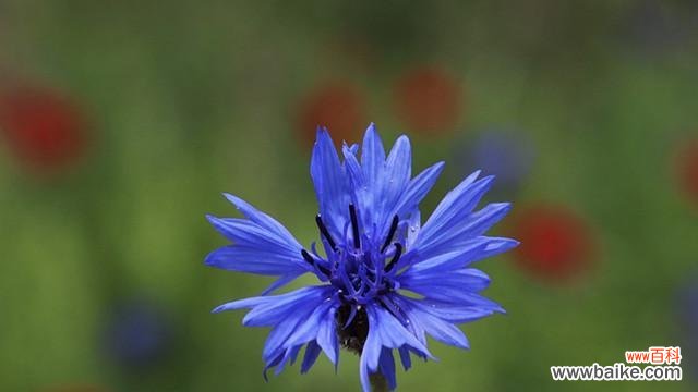 传递希望与忠诚的蓝色之花 蓝色矢车菊花语的含义及传说