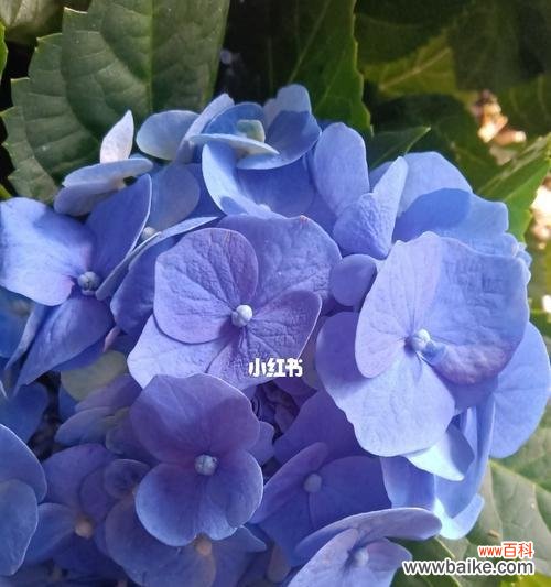 美丽如蓝天清新如春风喻意深远 蓝色绣球花的寓意与象征