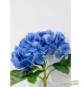 美丽如蓝天清新如春风喻意深远 蓝色绣球花的寓意与象征