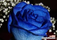 揭示蓝色妖姬所象征的深层意义 以蓝色妖姬代表的含义