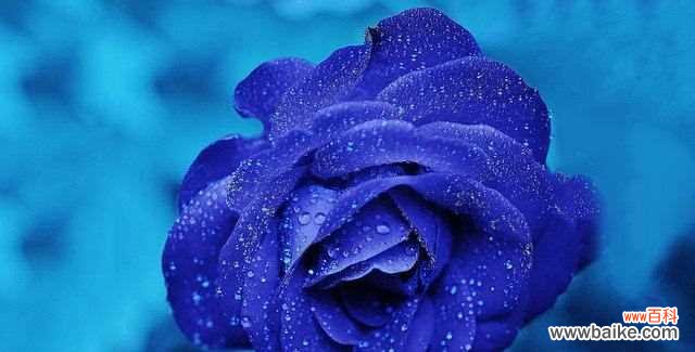 揭示蓝色妖姬所象征的深层意义 以蓝色妖姬代表的含义