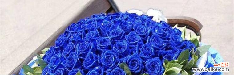 以蓝色妖姬为代表的寓意及其深层含义 蓝色妖姬