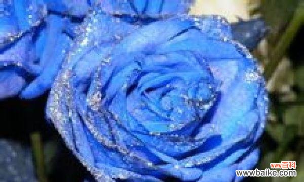 深蓝色的诗意盛宴——解读蓝色妖姬的花语和象征意义 以蓝色妖姬的花语和象征意义为主题的文章