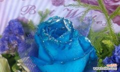 深蓝色的诗意盛宴——解读蓝色妖姬的花语和象征意义 以蓝色妖姬的花语和象征意义为主题的