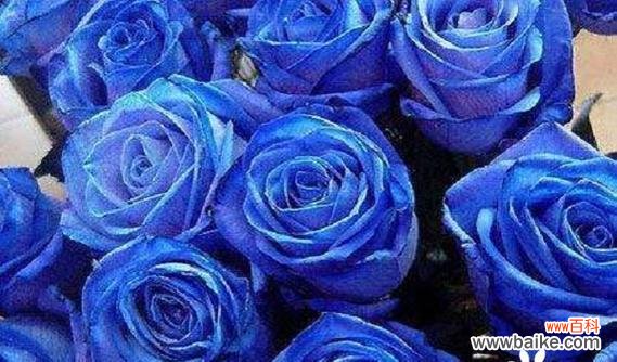 探索蓝色妖姬的象征意义及其在文学艺术中的运用 以蓝色妖姬的寓意为主题的探讨