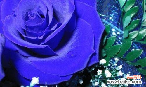 探索蓝色妖姬的象征意义及其在文学艺术中的运用 以蓝色妖姬的寓意为主题的探讨