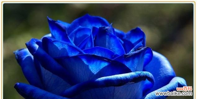 探寻蓝色妖姬花语的深层含义 蓝色妖姬的花语与象征