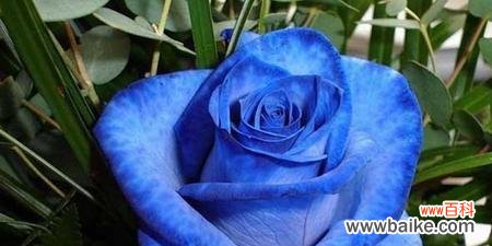 探寻蓝色妖姬花语的深层含义 蓝色妖姬的花语与象征