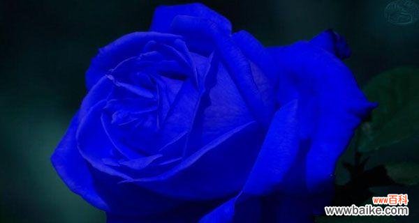 探寻蓝色妖姬的寓意与花语 蓝色妖姬