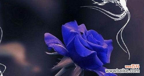 探秘蓝色妖姬花的神秘世界与传承之美 蓝色妖姬花语的含义及象征意义解析