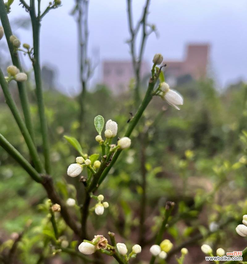 树上开的白色花代表什么？白色花的寓意是什么？