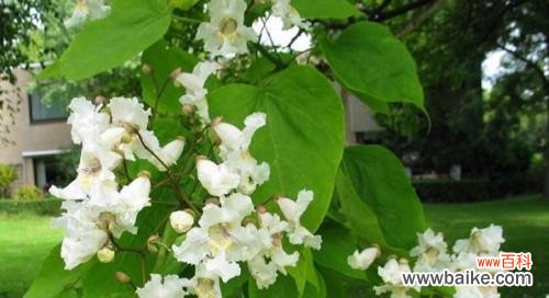 树上开的白色花代表什么？白色花的寓意是什么？