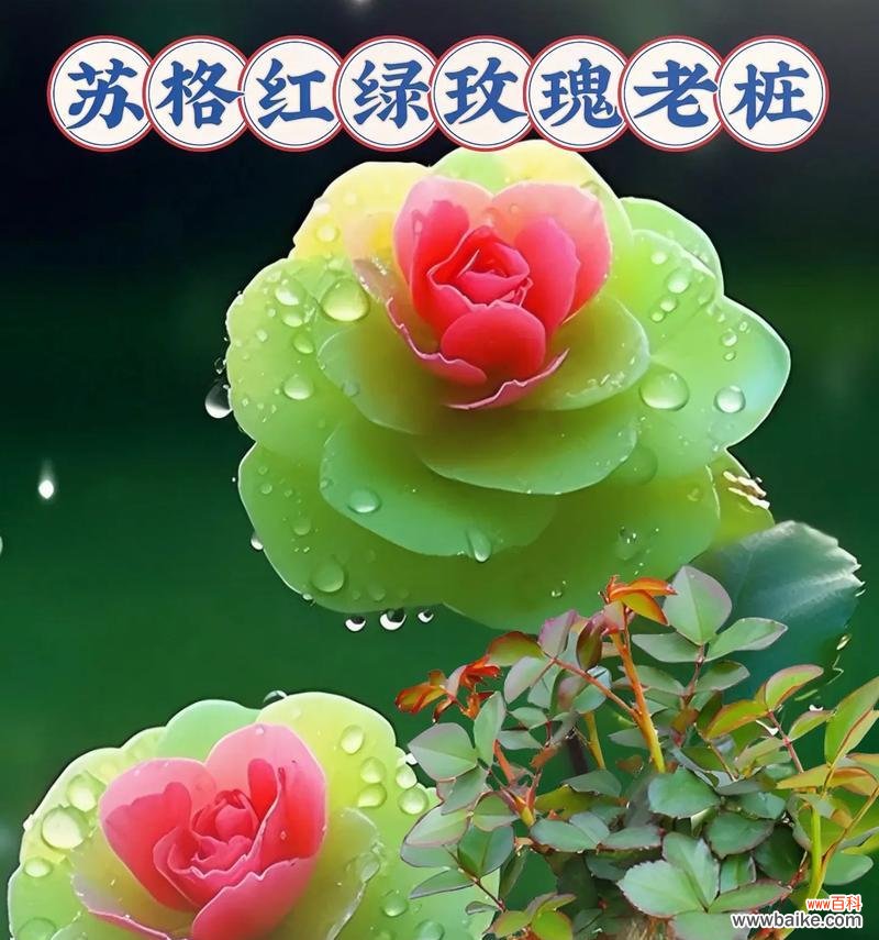 送绿色的花寓意是什么?它们象征着什么?