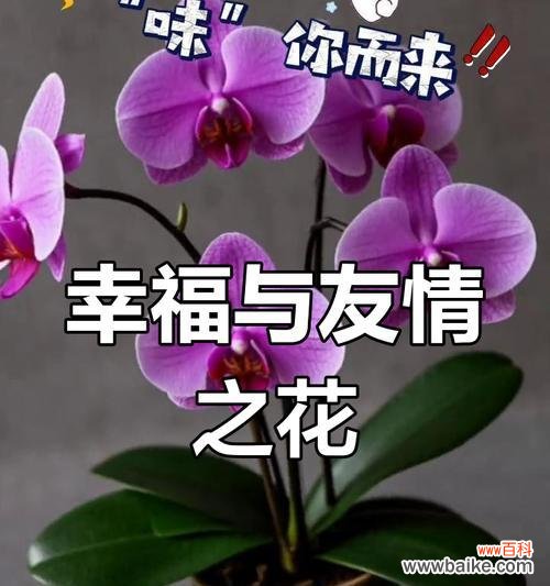 花真的是幸福的象征吗？