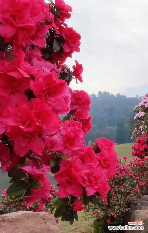 花真的是幸福的象征吗？