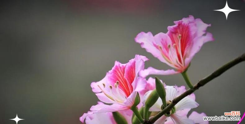 父亲节送紫荆花代表什么?紫荆花的象征意义是什么?