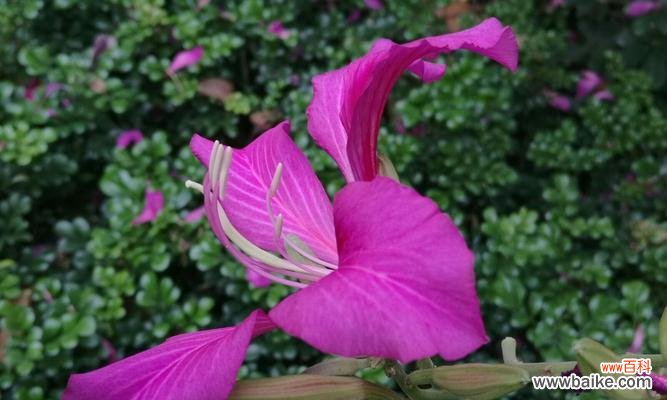 父亲节送紫荆花代表什么?紫荆花的象征意义是什么?