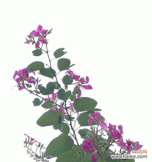 父亲节送紫荆花代表什么?紫荆花的象征意义是什么?