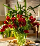 哪些花卉寓意着健康和平安？