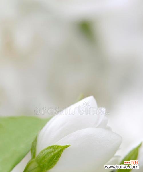 纯白色茉莉花代表了什么？