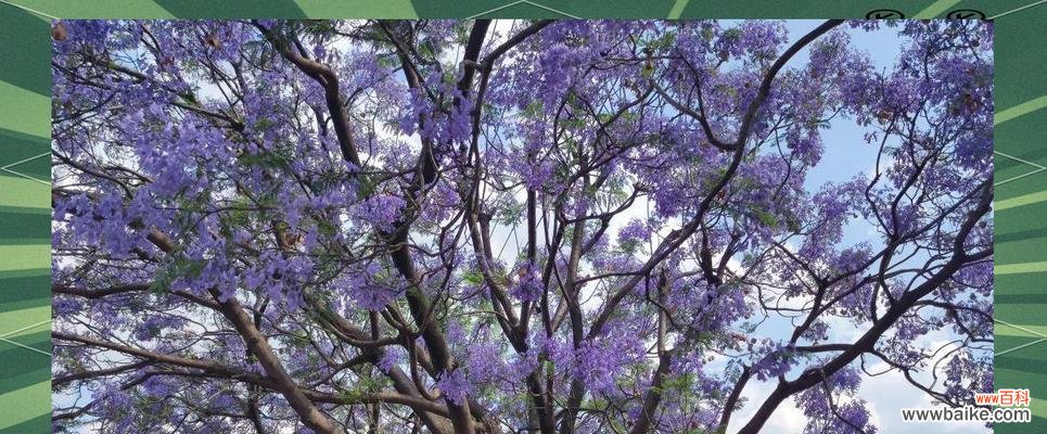 紫蓝黄色花朵搭配有什么特别含义？