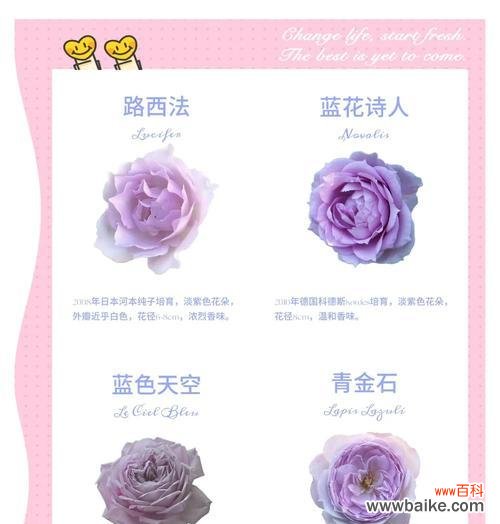 紫蓝黄色花朵搭配有什么特别含义？