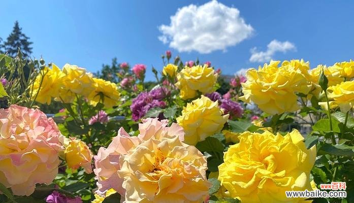 紫蓝黄色花朵搭配有什么特别含义？