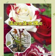 哪种花最能象征爱情的美好？