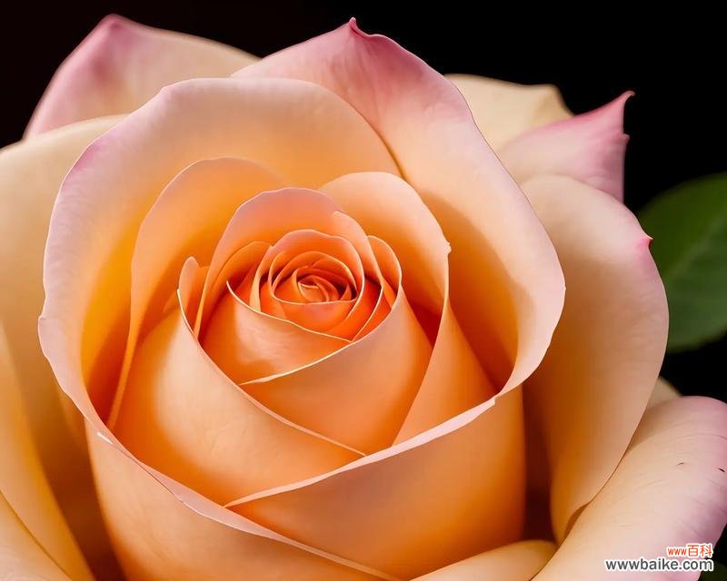 送老人玫瑰花有何特别含义？