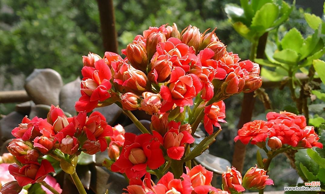 寓意新年吉祥的花有哪些？它们各自代表了什么？