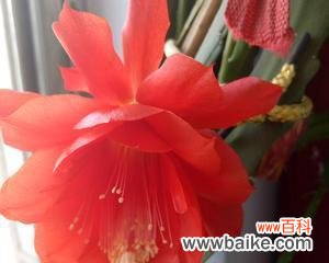 用寓意长寿的花做头像好吗？长寿花头像的寓意是什么？