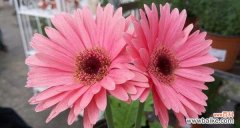 揭秘扶郎花的丰富内涵与象征意义 扶郎花的花语与寓意