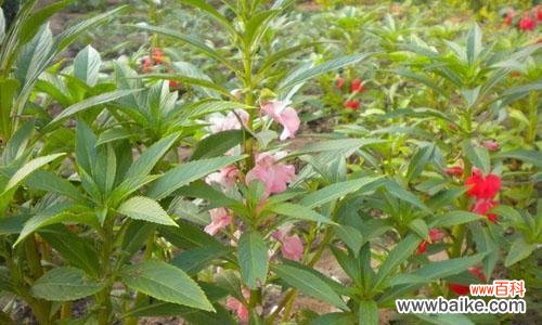 凤仙花的花语及文化象征 凤仙花