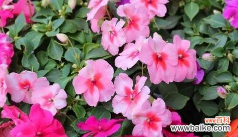 凤仙花的花语及文化象征 凤仙花