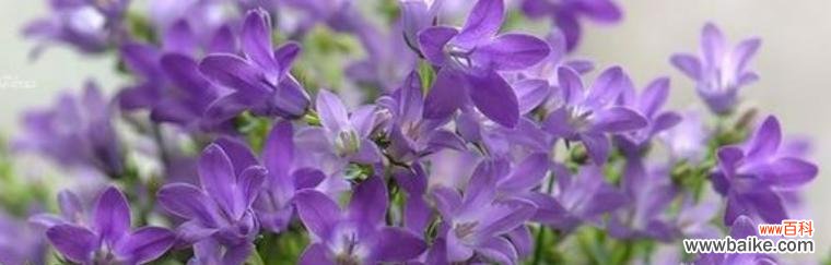 倾听风铃花的低语,领悟生命的美丽 风铃花的花语与美丽传说