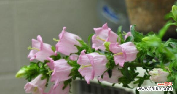 倾听风铃花的低语,领悟生命的美丽 风铃花的花语与美丽传说