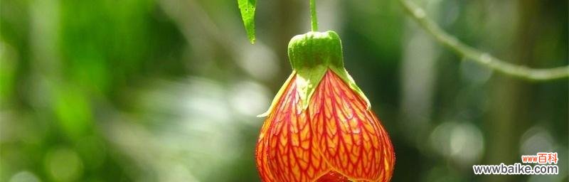 倾听风铃花的低语,领悟生命的美丽 风铃花的花语与美丽传说